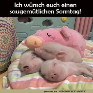 Sonntagskuschelparty:-Schwein-gehabt!.jpg von Lucie37