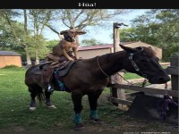 Dog Rodeo: Der neue Sheriff ist in der Stadt!