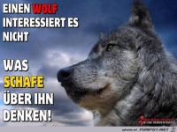 Einen Wolf interessiert es nicht