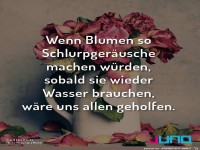 Durstige Blumen