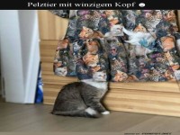 Kreative Katzenoptik sorgt f�r Lacher