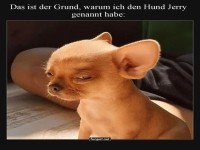 Kleiner Hund, gro�e Einstellung!