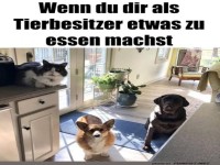 Kochshow mit tierischem Publikum