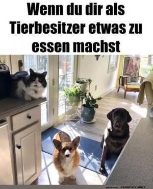 Kochshow-mit-tierischem-Publikum.jpg auf www.funpot.net