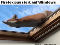 Fuchs in der Cloud