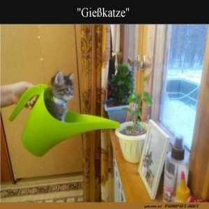 Innovative-Pflanzenpflege:-Katze-inklusive!.jpg von Gabriel