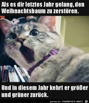 Entsetzte-Katze.jpg auf www.funpot.net