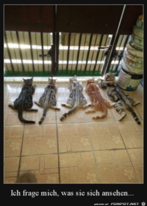 Was-gucken-sie-nur?.jpg auf www.funpot.net