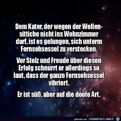 Netter-Kater.jpg von Ole