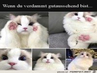Hüsche Katze