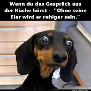 Lustiger-Gesichtsausdruck-eines-Hundes.jpg von Scott34