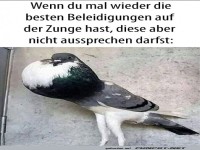 Taube mit unausgesprochenen Gedanken