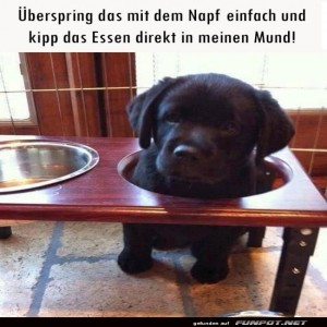 fun-Bild: Niedlicher Welpe schaut aus Futterstation