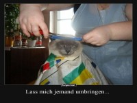 Katzenfrisur: Ein haariger Albtraum!