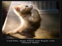 Katzengebete: Regen oder lieber Milch?