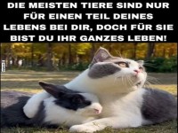 Katzen und Hasen: Partners in Crime!
