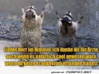 Himmlisches Waschbär-Gebet für weniger Krankheiten