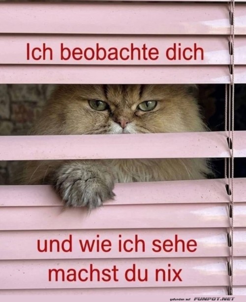 Katzendetektiv-auf-frischer-Tat-ertappt!.jpg auf www.funpot.net