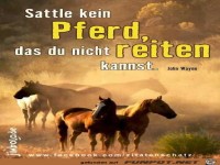 Sattle kein Pferd...