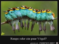 V�gel oder Raupe?