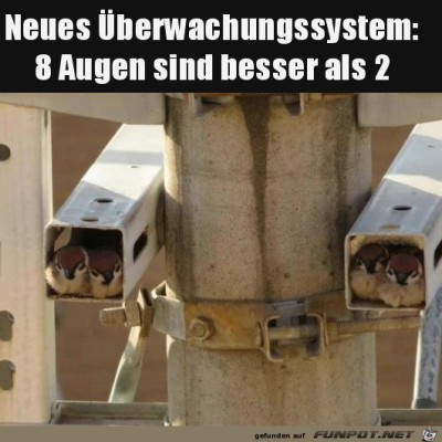 Tierische-Überwachungskamera.jpg von Brenda