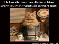 Katze will Fr�hst�ck