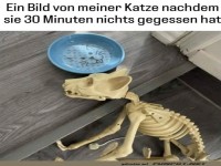 Bild von meiner Katze