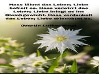 Zitate �ber Hass und Liebe