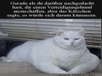 Katzen-Sicherheitsteam aktiv
