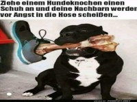 Lustiger Hund mit Knochenstreich