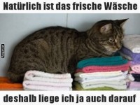 Katze auf frischer Wsche