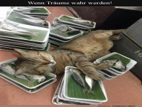 Katzenparadies: Fish-Nap Edition