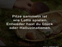 Pilzlotto: Glck oder bunte Abenteuer?