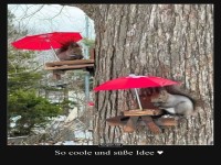 Squirrel Caf: Tglich frische Nsse!