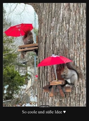 Squirrel-Caf:-Tglich-frische-Nsse!.jpg auf www.funpot.net