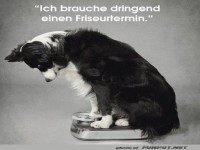 Fellpflege-Alarm: Magischer Waagen-Moment