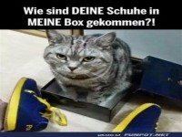 Katzenlogik: Schuhe in der Box unerwünscht!