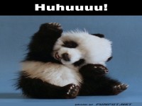 Panda-Welle: Zur�ckwinken empfohlen!