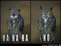 HA HA - NO