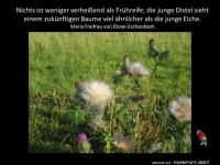 Die junge Distel