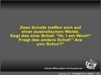 Zwei Schafe treffen sich auf einer australischen Weide