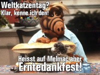 Weltkatzentag
