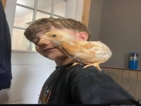 Junge mit K�ken auf der Schulter