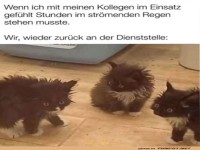 Wetterchaos: K�tzchen und Kollegen im Regen!