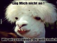 Alpaka wei� Bescheid!