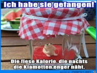 fiese Kalorie