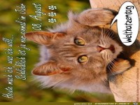 weltkatzentag