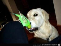 Z�hne werden geputzt