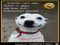 brauchen nicht mehr gassi zu gehen