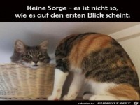 Komische Katzen